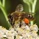 Faszination und Gefährdung der Bienen