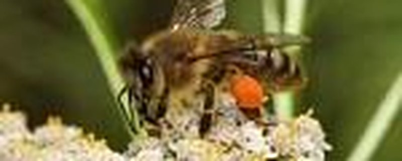 Faszination und Gefährdung der Bienen