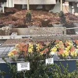 Aktuelle Präsentation im Schauraum: Immergrüne Zukunftsgehölze und Impressionen vom Ammerländer Baumschulwesen- gestern und heute