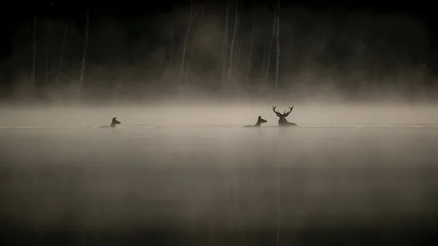Das Flüstern der Wälder