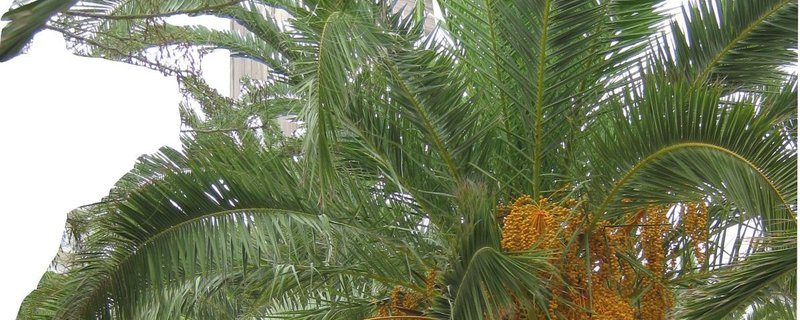 Gottesdienst Palmsonntag