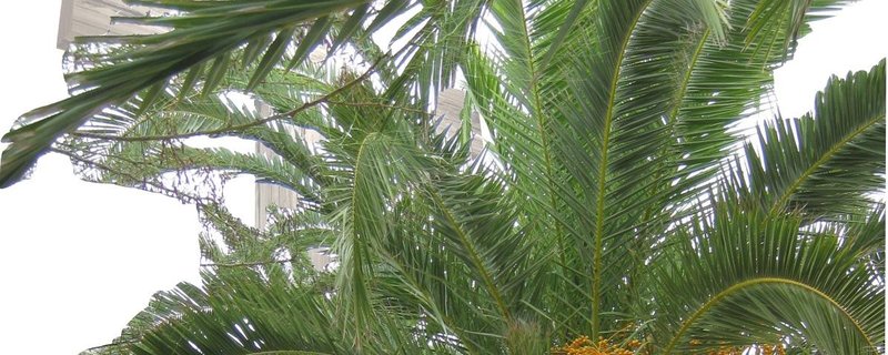 Gottesdienst Palmsonntag