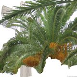 Gottesdienst Palmsonntag
