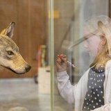 Dem Wolf auf der Spur
