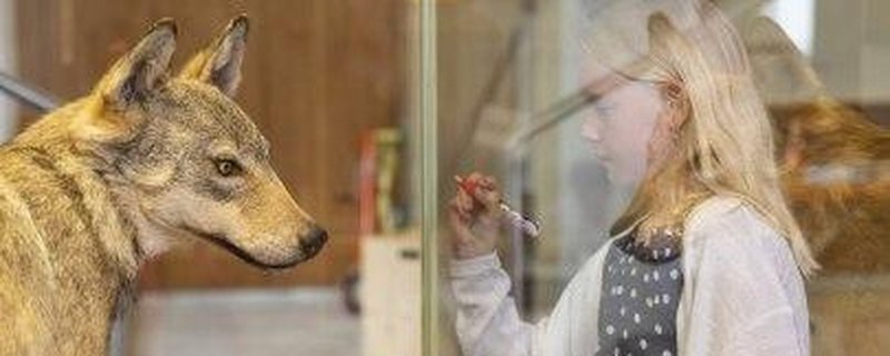 Dem Wolf auf der Spur