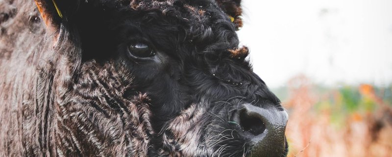 Herzensthema Nachhaltigkeit