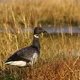 Wir basteln einen Zugvogel