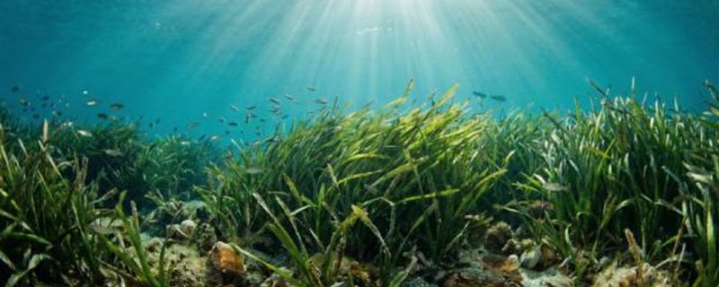 Tag des Seegrases – BUW-Preisträgerinnen live