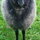 30. Niedersächsischer Rauhwollertag
