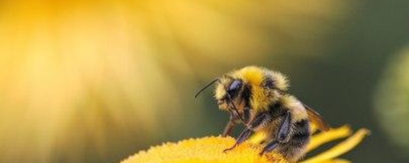 Darauf fliegen wir - insektenfreundliche…