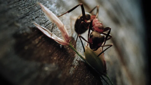 Insekten - Helden im Verborgenen
