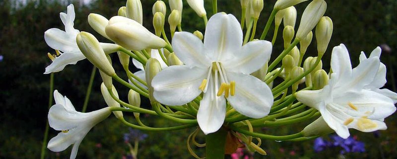 Agapanthus im Park – Beratung & Verkauf