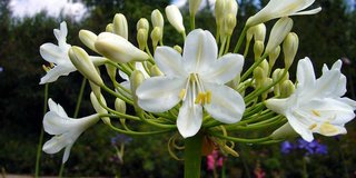 Agapanthus im Park – Beratung & Verkauf