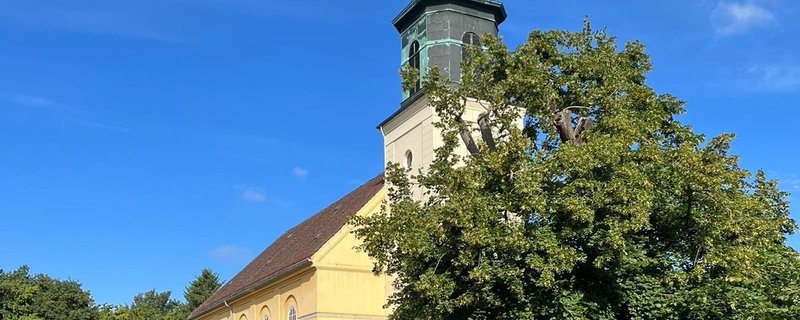 Hilfe für die Horner Linde – Der älteste Baum Bremens wird gesichert und saniert