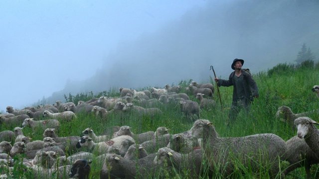 Schäfer