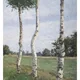 BIRKEN