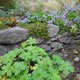 Freizeitgartenbau: Praxisworkshop - Wir bauen eine Trockenmauer