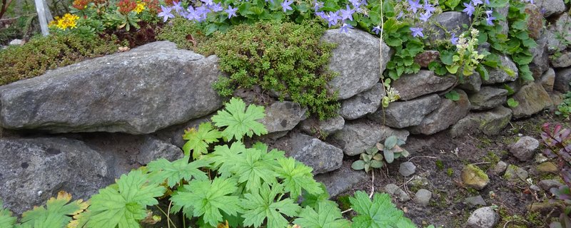 Freizeitgartenbau: Praxisworkshop - Wir bauen eine Trockenmauer
