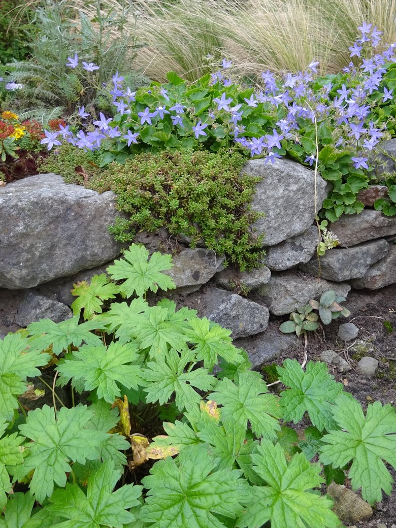 Freizeitgartenbau: Praxisworkshop - Wir bauen eine Trockenmauer