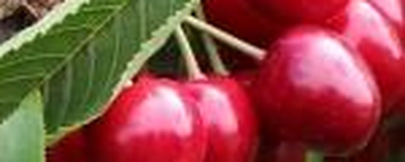 Sommerfest im Garten