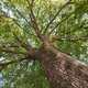 Entdeckungen: Baum-Monumente - Jahrhunderte alte Bäume werden gesichtet und beschrieben. Ein kulturhistorischer Baumspaziergang.