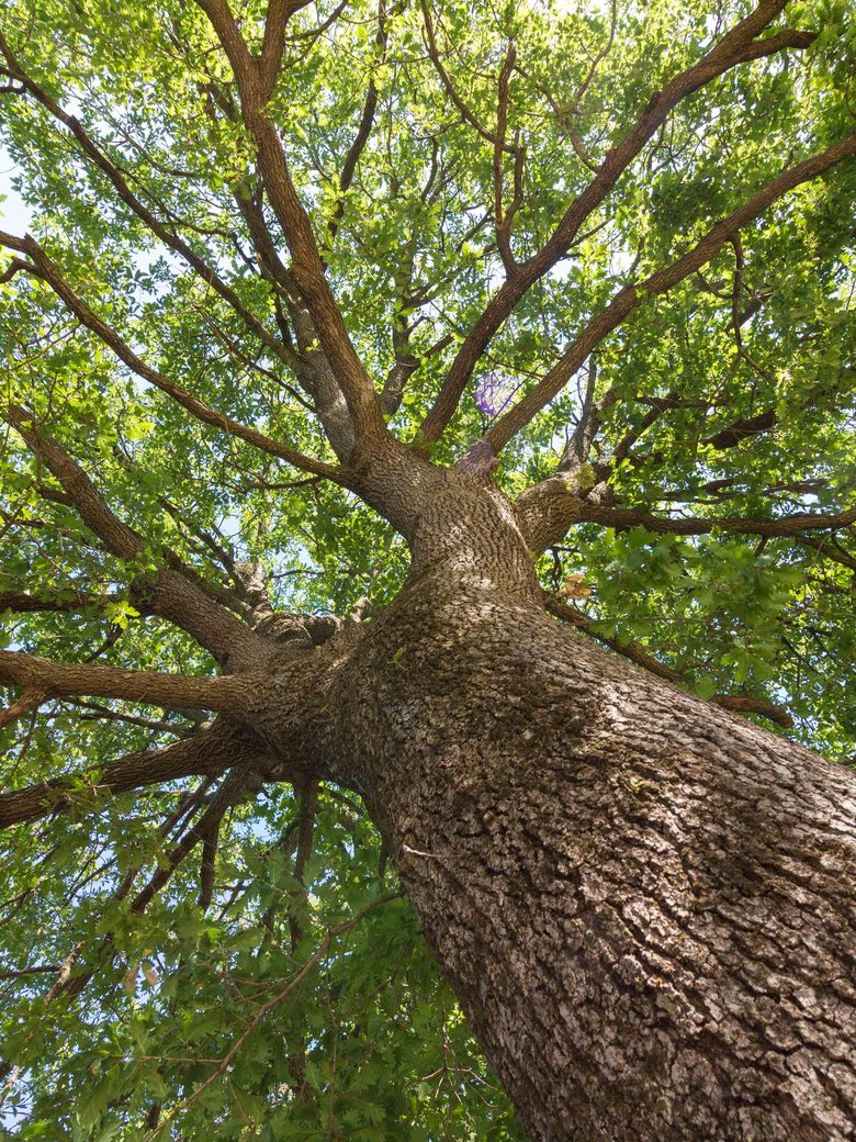 Entdeckungen: Baum-Monumente - Jahrhunderte alte Bäume werden gesichtet und beschrieben. Ein kulturhistorischer Baumspaziergang.