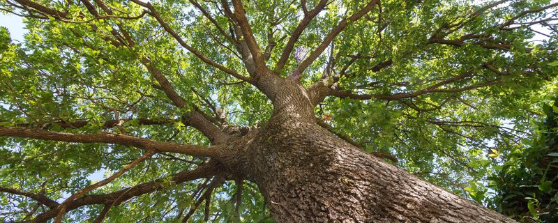 Entdeckungen: Baum-Monumente - Jahrhunderte alte Bäume werden gesichtet und beschrieben. Ein kulturhistorischer Baumspaziergang.
