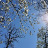 Gottesdienst am Ostersonntag - Tag der Auferstehung des Herrn