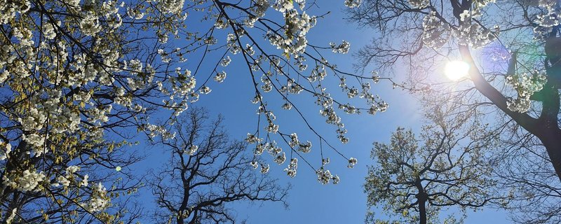 Gottesdienst am Ostersonntag - Tag der Auferstehung des Herrn
