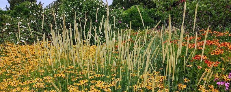 Abendspaziergang im September – spät- und dauerblühende Stauden für den Garten