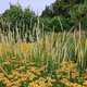 Abendspaziergang im September – spät- und dauerblühende Stauden für den Garten