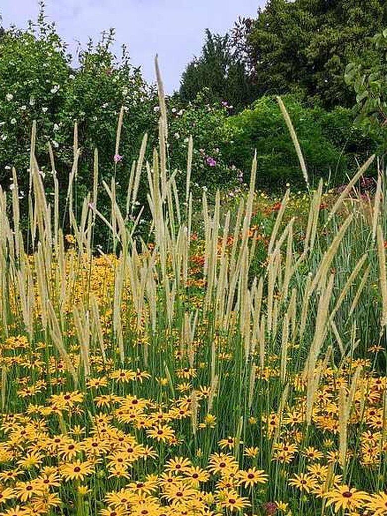 Abendspaziergang im September – spät- und dauerblühende Stauden für den Garten