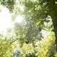 Garten im Wandel - Bäume im Fokus