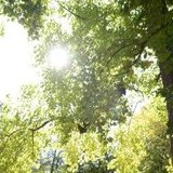 Garten im Wandel - Bäume im Fokus