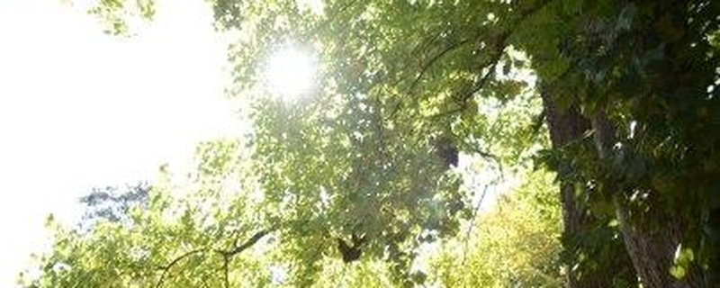 Garten im Wandel - Bäume im Fokus