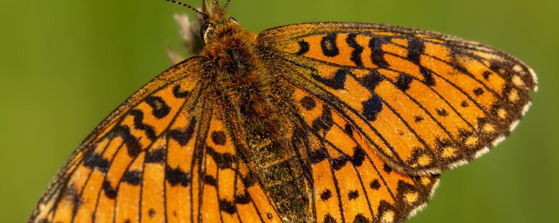 Artenschutz im eigenen Garten