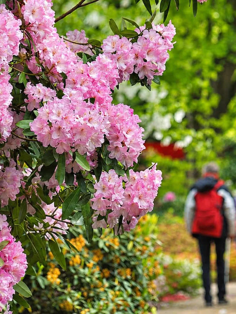 Rhododendron und ihre Begleiter im Park