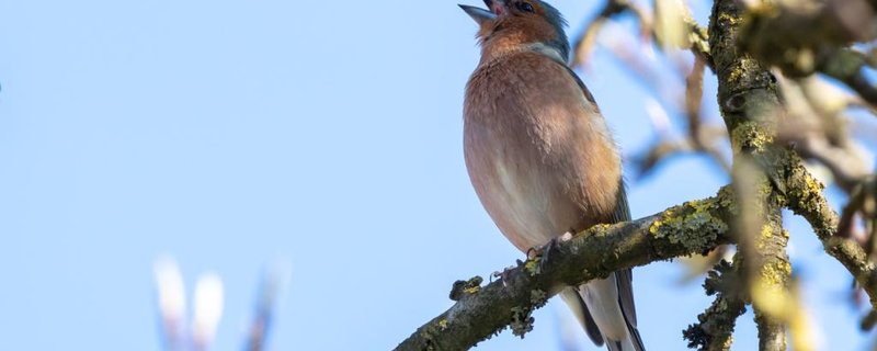 Lieder aus aller Welt