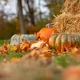Familien-Gottesdienst zu Erntedank