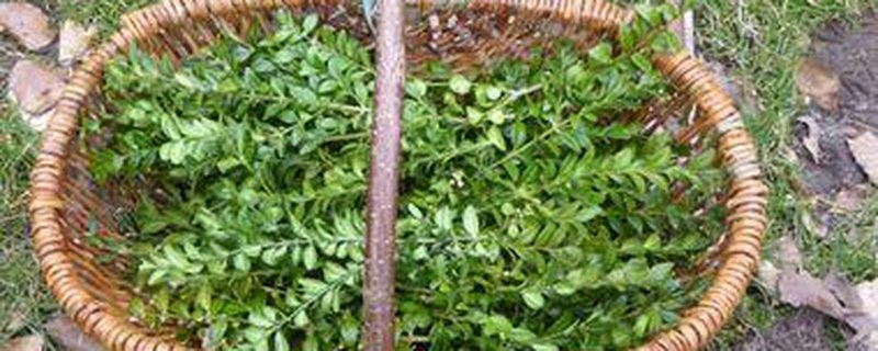 Gottesdienst zum Palmsonntag