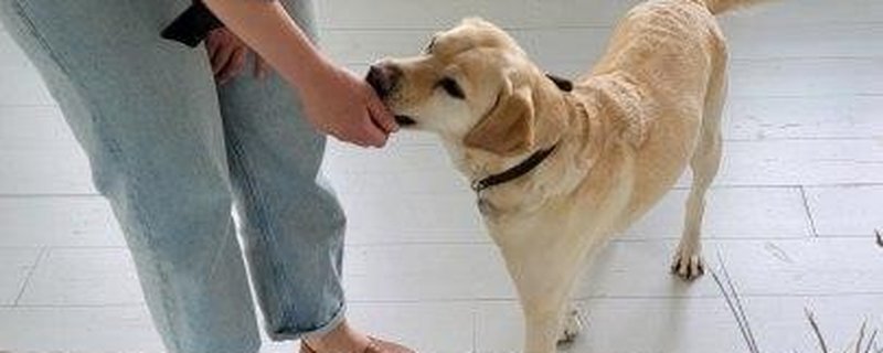 Wau - WOW! Mit Hund ins Museum