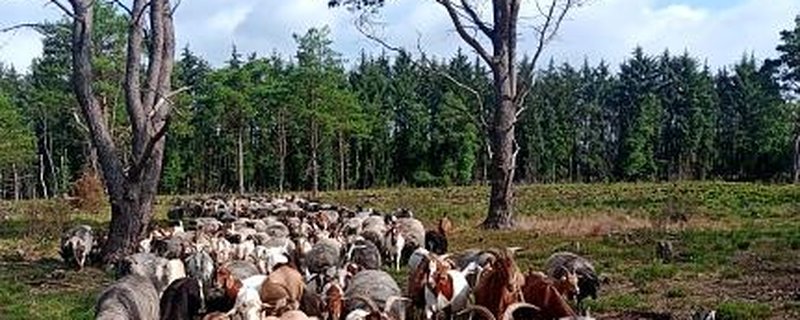 Schafe und Ziegen Pflegen Heideflächen im Naturschutzgebiet Huvenhoopsmoor