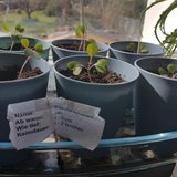 Pflanzentauschmarkt & Gartenallerlei
