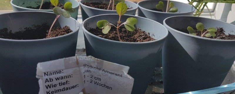 Pflanzentauschmarkt & Gartenallerlei