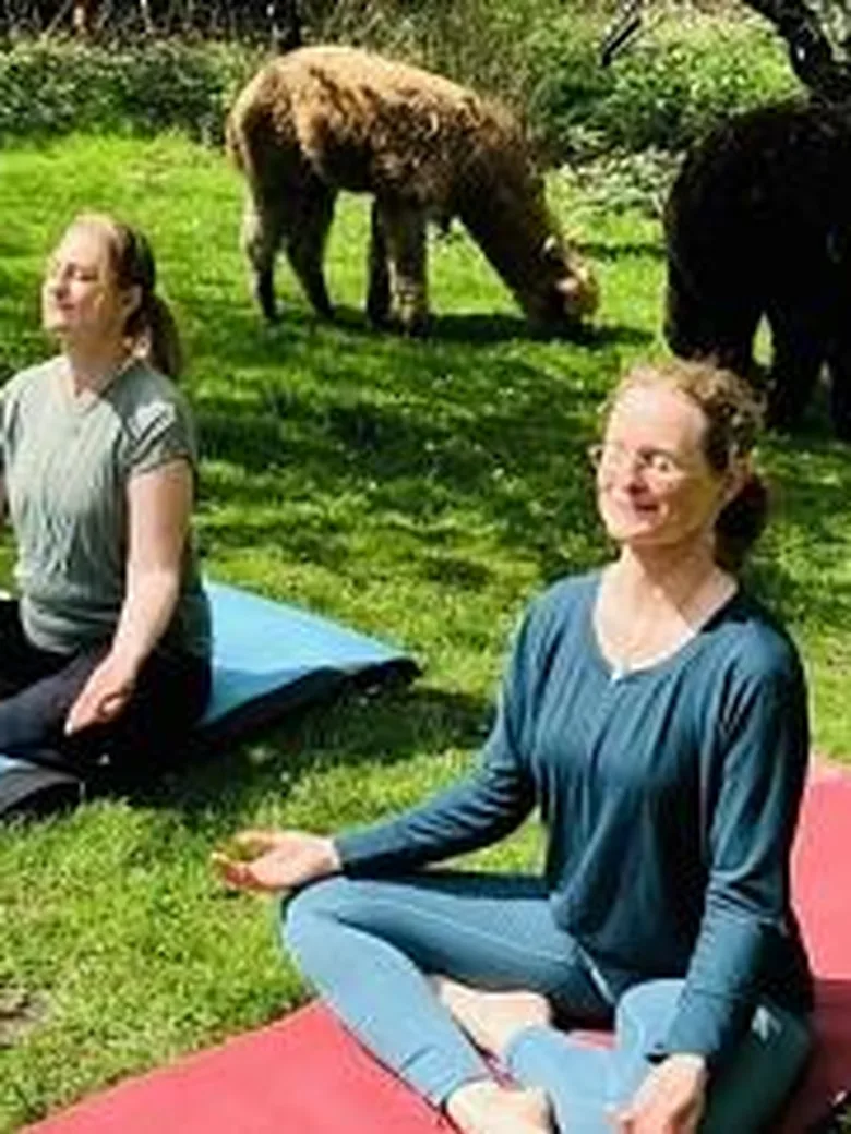 Gnarrenburg erleben: "Yoga mit Alpakas"
