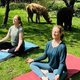 Gnarrenburg erleben: "Yoga mit Alpakas"