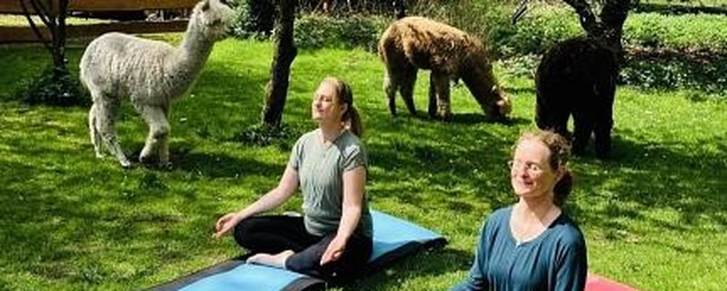 Gnarrenburg erleben: "Yoga mit Alpakas"