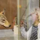 Der Wolf - von Rotkäppchen bis zum neuen…