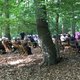 Waldgottesdienst