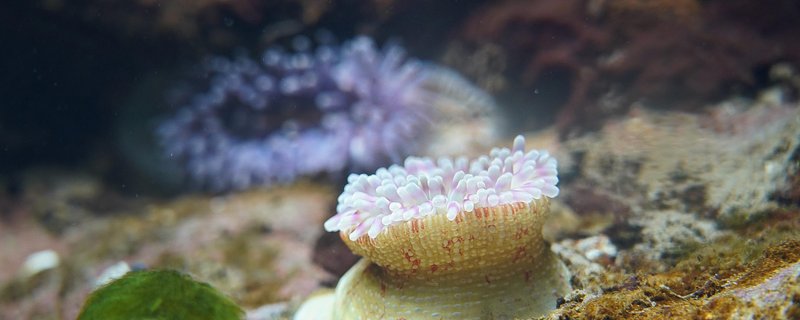 Vortrag: Fische & Co